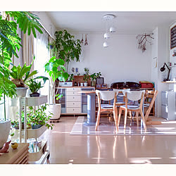 部屋全体/観葉植物/植物/植物のある暮らし/グリーンのある暮らし...などのインテリア実例 - 2018-04-02 19:52:48