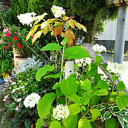 部屋全体/いいね、フォロー本当に感謝です♡/狭小住宅/植物のある暮らし/猫のいる暮らし...などのインテリア実例 - 2021-06-15 06:17:01