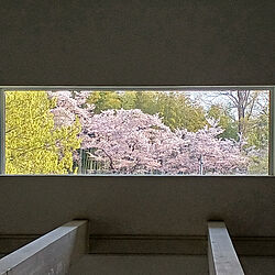 リビング/桜/お花見気分/高窓/高窓のあるリビング...などのインテリア実例 - 2022-04-09 22:28:04