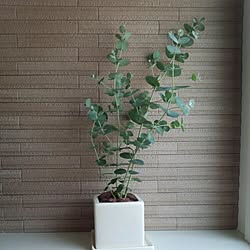 バス/トイレ/観葉植物/ユーカリ/エコカラットの壁のインテリア実例 - 2016-03-29 14:48:50