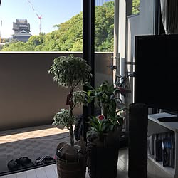 リビング/もっと緑を増やしていきたい！/これからバルコニーをステキにしていきたい/観葉植物/幸福の木...などのインテリア実例 - 2017-05-19 09:14:18