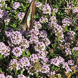 綺麗な蝶々/庭のセダム/お家レストランキッチンアンダルシア/玄関/入り口のインテリア実例 - 2021-05-04 19:19:43