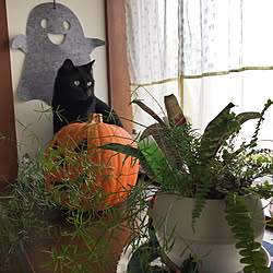 玄関/入り口/ハロウィン/猫/観葉植物のインテリア実例 - 2019-10-05 16:04:52