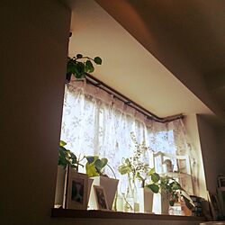 リビング/観葉植物/ホワイトインテリア/出窓/シンプルのインテリア実例 - 2016-01-07 14:04:10
