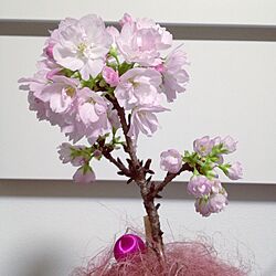 リビング/ミニ桜/植物のインテリア実例 - 2014-03-24 23:24:45