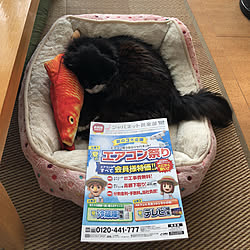 リビング/タカタ社長元気かな？/猫/クッキーさんのインテリア実例 - 2018-07-03 11:57:22