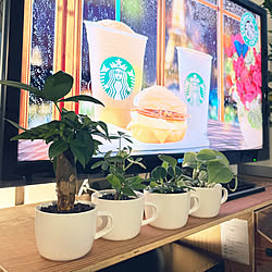 植物のある暮らし/観葉植物/ダイソー/ナチュラル/雑貨...などのインテリア実例 - 2022-08-07 16:47:51