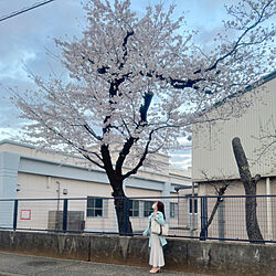 昨日の写真/午後から晴れて良かった/癒し/お花大好き♡/桜の木の下で...などのインテリア実例 - 2023-03-29 11:10:37