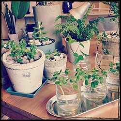 机/植物のある生活/植物好き/植物もっとほしい♡/観葉植物...などのインテリア実例 - 2015-02-28 10:56:53