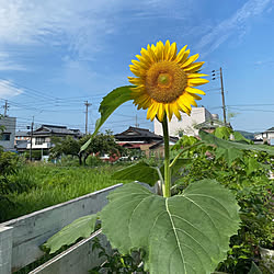 野鳥の餌/ひまわり/花/花が好き/暮らしを楽しむ...などのインテリア実例 - 2022-07-27 18:40:52