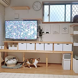 リビング/ねこと暮らす/ねこのいる日常/保護猫/猫と暮らす家...などのインテリア実例 - 2023-03-30 18:23:24