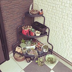 玄関/入り口/めだかちゃん/多肉植物/IKEAのインテリア実例 - 2016-06-11 15:04:30