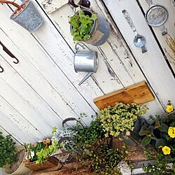 玄関/入り口/板壁 DIY/植物/花のインテリア実例 - 2013-10-03 10:10:34