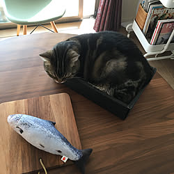 魚はまるの宝物/魚はyuki0511さんからのプレゼント/猫/猫のいる日常/ねこ...などのインテリア実例 - 2019-11-18 19:58:42