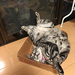 猫可愛がり/こーみえてスコティッシュ/どーいう寝方？/実家をなんちゃってDIY中/いつもいいねありがとうございます♡...などのインテリア実例 - 2019-07-28 22:38:18