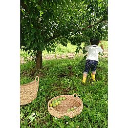 果樹園/梅の木/梅もぎ日和。/カゴ/季節を感じる暮らし...などのインテリア実例 - 2016-06-26 17:02:48