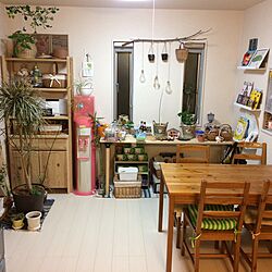 キッチン/ダイニング/観葉植物/メルカゴ/IKEA...などのインテリア実例 - 2017-01-09 19:02:34