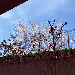 春/桜/さくら/玄関インテリア/いいね！ありがとうございます♪...などのインテリア実例 - 2022-04-06 14:03:39