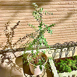 瓦チップ/花壇/ユーカリが好き/緑のある暮らし/鉢植え...などのインテリア実例 - 2021-11-10 18:02:47