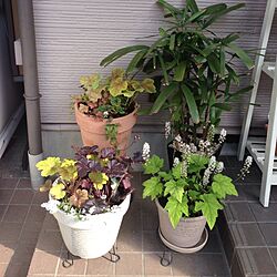 玄関/入り口/植物のインテリア実例 - 2014-05-06 15:53:11