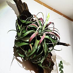 壁/天井/flower/エアープランツ/NO GREEN NO LIFE/tillandsia...などのインテリア実例 - 2016-04-30 09:05:34