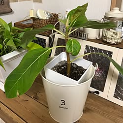 机/日替わり投稿企画!木曜日/植物/観葉植物のインテリア実例 - 2017-05-11 20:35:45