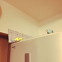 冷蔵庫の上/100均/インテリアじゃなくてごめんなさい/自由時間♡/セキセイインコ...などのインテリア実例 - 2017-07-05 17:34:18