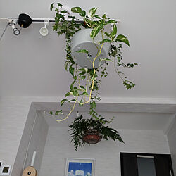 リビング/観葉植物のある暮らし/IKEAの植木鉢のインテリア実例 - 2022-08-25 13:56:10