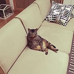 ソファー/unico/IKEA/猫のいる風景のインテリア実例 - 2016-05-12 22:33:39