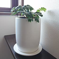 棚/観葉植物/観葉植物のある暮らし/シッサス/エレンダニカ...などのインテリア実例 - 2018-06-13 23:57:57