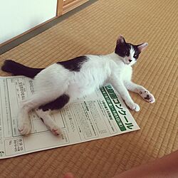 リビング/猫のインテリア実例 - 2016-08-01 11:04:30