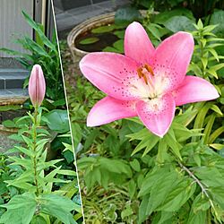 玄関/入り口/百合の花のインテリア実例 - 2017-06-30 18:32:15