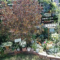花壇/ガーデン/だいそー/ウッドフェンスDIY/ガーデンピック...などのインテリア実例 - 2017-05-19 16:40:28