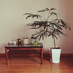 机/観葉植物/一人暮らし/植物のインテリア実例 - 2014-04-30 17:47:02