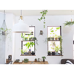 棚/植物/DIY/中古住宅/ボタニカルライフ...などのインテリア実例 - 2017-08-22 13:24:05