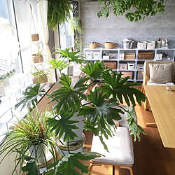 グリーンのある暮らし/グリーンのある生活/観葉植物のある部屋/観葉植物のある暮らし/季節を楽しむ暮らし...などのインテリア実例 - 2021-01-24 21:34:55