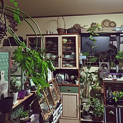 部屋全体/観葉植物/DIY/リメイク/多肉植物...などのインテリア実例 - 2016-06-02 20:34:21