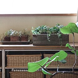 ベッド周り/グリーンのある暮らし/植物のある暮らしのインテリア実例 - 2016-07-27 18:08:35