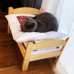 猫ベッド/猫グッズ/ねこのいる暮らし/ベッド周りのインテリア実例 - 2022-03-12 23:51:31