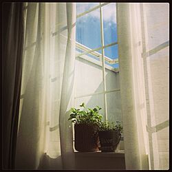 リビング/窓/グリーンのインテリア実例 - 2013-02-24 10:52:41