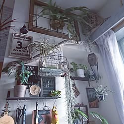 キッチン/indoor green/100均リメイク/100均/植物のある暮らし...などのインテリア実例 - 2017-06-25 14:09:28