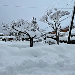 白銀1°/大雪警報解除/寒くても負けない/千葉の兄夫婦と一緒に頑張る/どこも出掛けられまさん...などのインテリア実例 - 2021-01-10 12:22:10