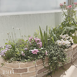 イングリッシュガーデン アンティーク ガーデニング カインズホーム 花のある暮らしのインテリア実例 03 17 10 18 10 Roomclip ルームクリップ