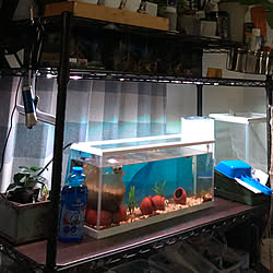 電動シャッター/水槽/観葉植物/建売住宅/男前もナチュラルも好き...などのインテリア実例 - 2022-09-18 12:28:48