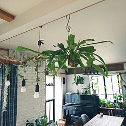 壁/天井/観葉植物/植物/足場板テーブル/観葉植物のある部屋...などのインテリア実例 - 2017-06-22 08:56:12