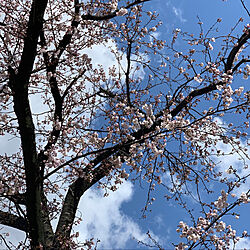 庭からの眺め/桜開花/ソファからの景色/桜が満開/至福の時間...などのインテリア実例 - 2019-04-09 11:10:00