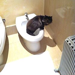 バス/トイレ/My Cat Levyのインテリア実例 - 2012-11-17 13:58:24