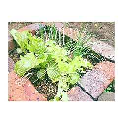 玄関/入り口/green/gardening/植物のインテリア実例 - 2015-11-07 08:33:59