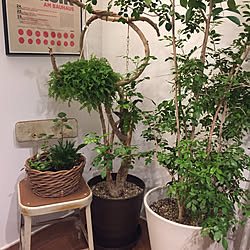 リビング/観葉植物/多肉植物のインテリア実例 - 2018-02-05 17:10:29