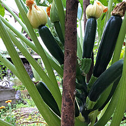 花/季節を愉しむ/ボタニカル/自然/植物...などのインテリア実例 - 2020-08-09 08:18:04